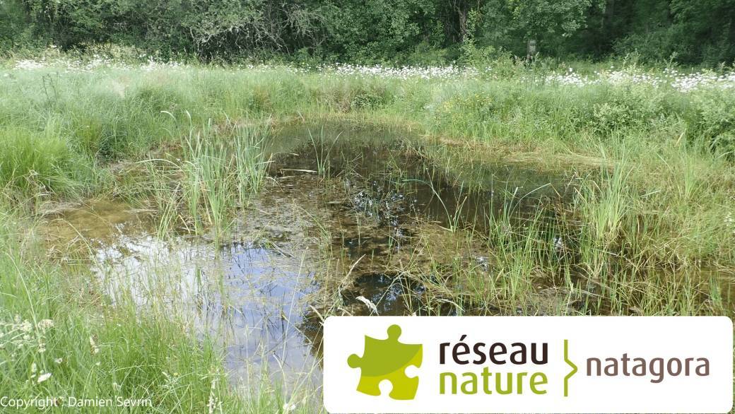 Atelier : fabriquer une mare naturelle au jardin 