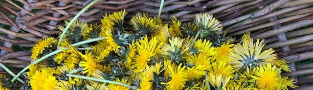 Atelier Faire ses gelules de plantes