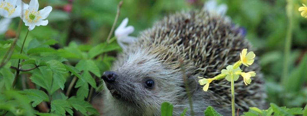 Atelier ‘Favoriser la biodiversité au jardin’ (2h)