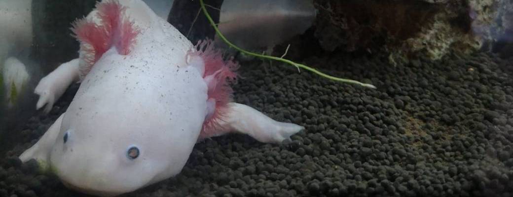 Atelier Fête de la science 8-12 ans: Les superpouvoirs des animaux, quand la nature inspire l'homme