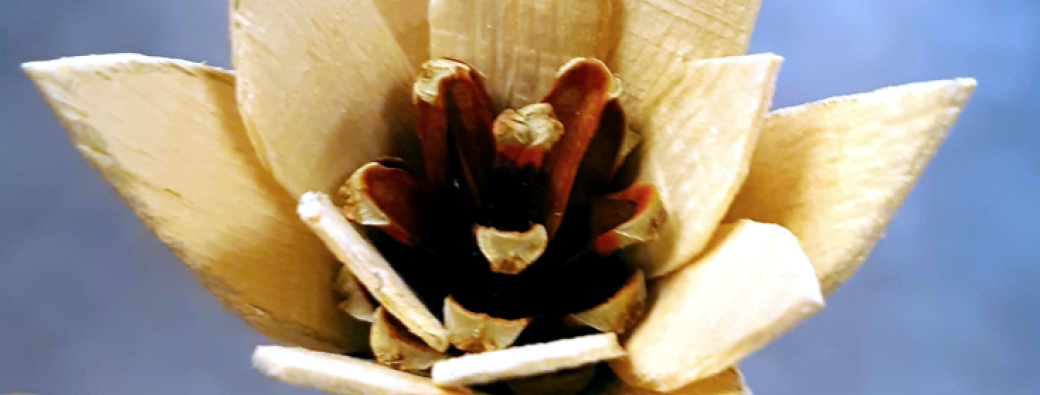 Atelier : Fleurs des bois 