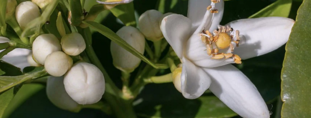 Atelier fleurs d'oranger