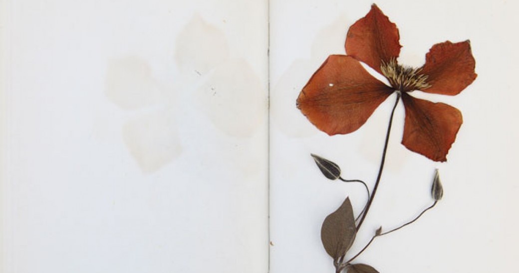 Atelier herbier