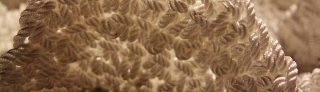Atelier initiation au crochet et aux mathématiques