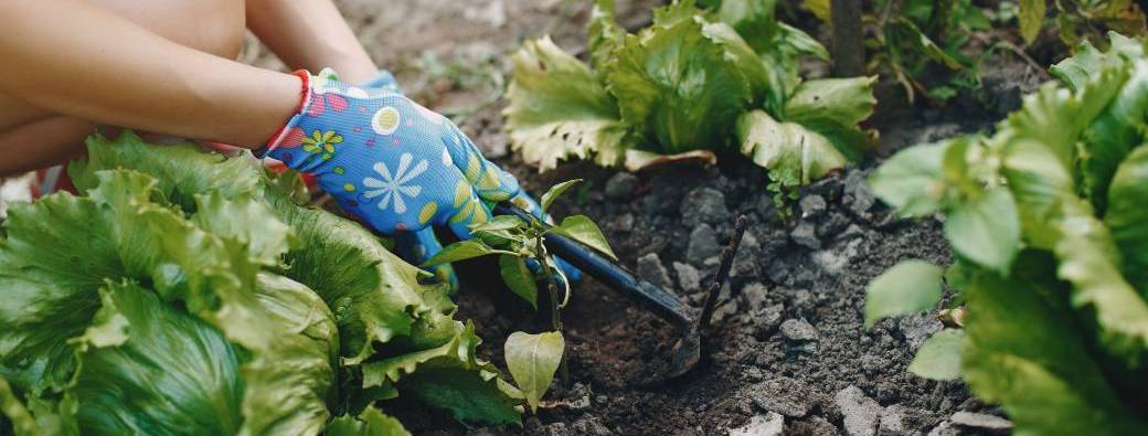 Atelier jardinage pour préparer le potager à l'hiver