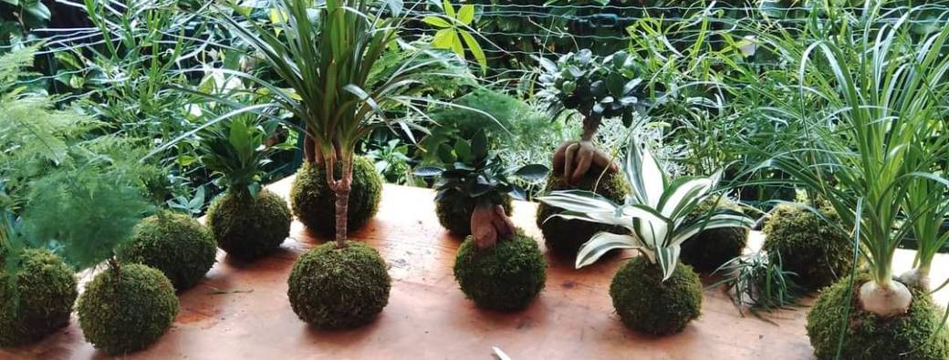 Atelier kokedama art végétal japonais