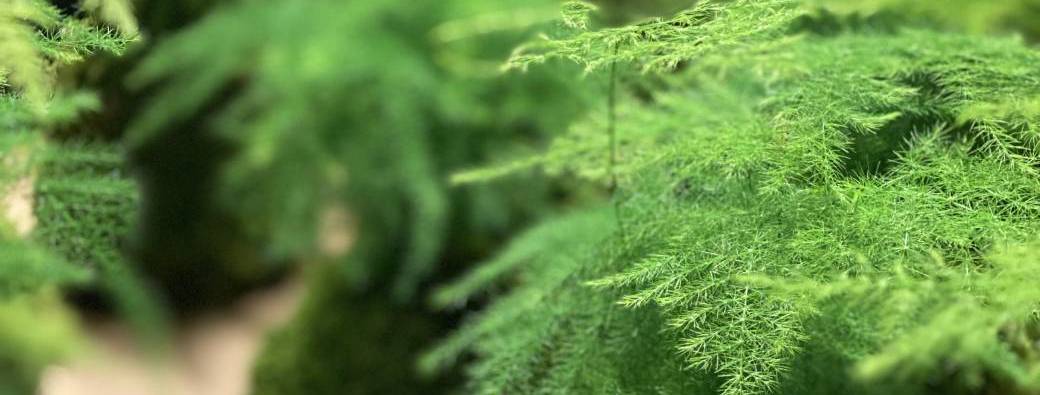 Atelier Kokedama - Salon Extérieurs & jardin à Mulhouse