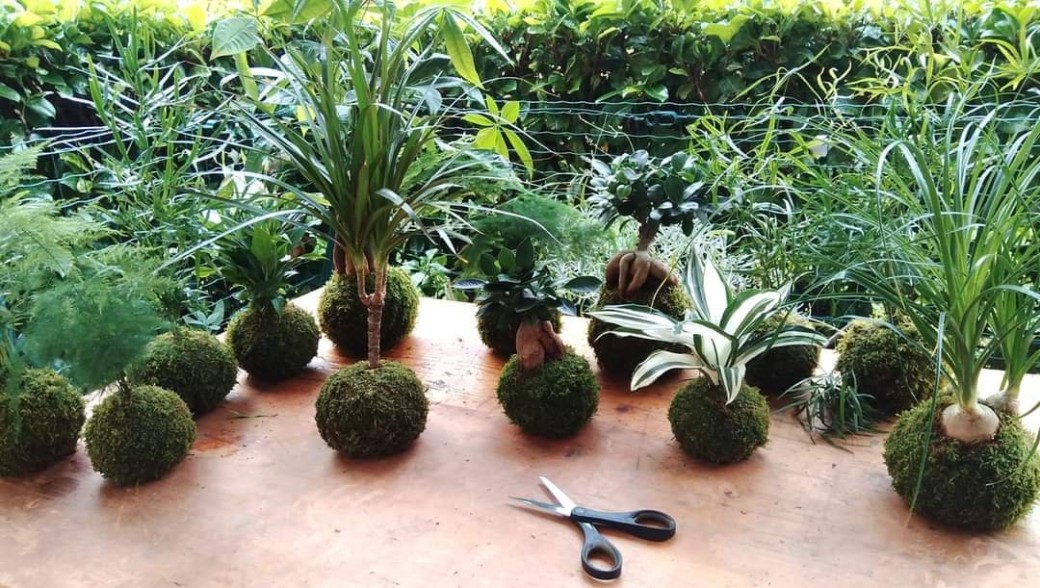 Atelier kokedama