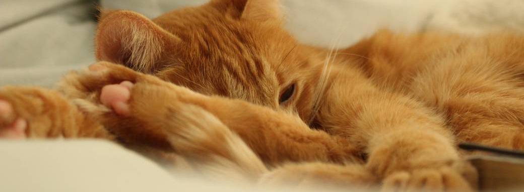 Atelier "Adopter un chat"