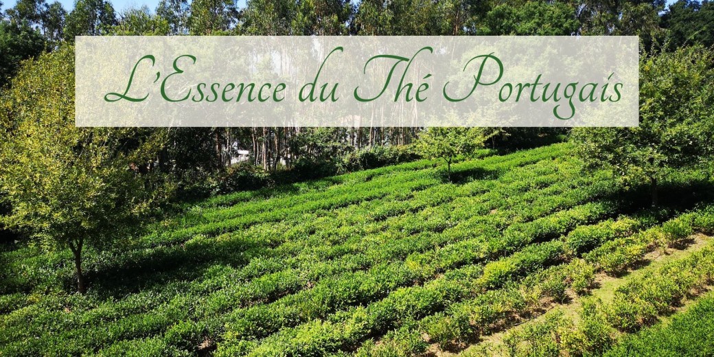 Atelier : L’Essence du Thé Portugais