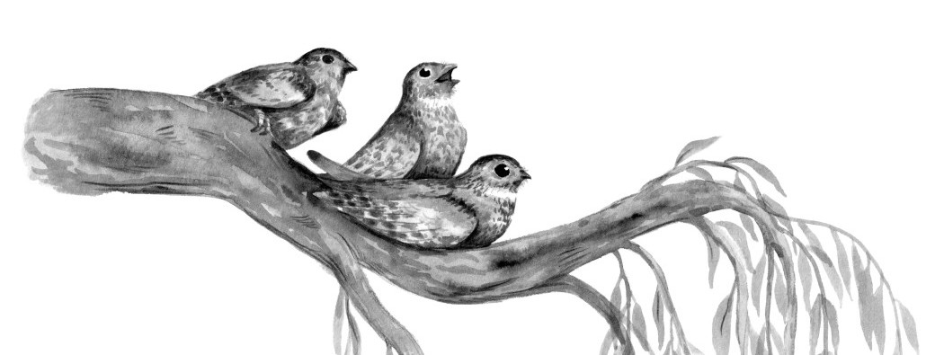 ATELIER MDMxLUCCA ÉDITIONS | L'arbre, tout un écosystème !