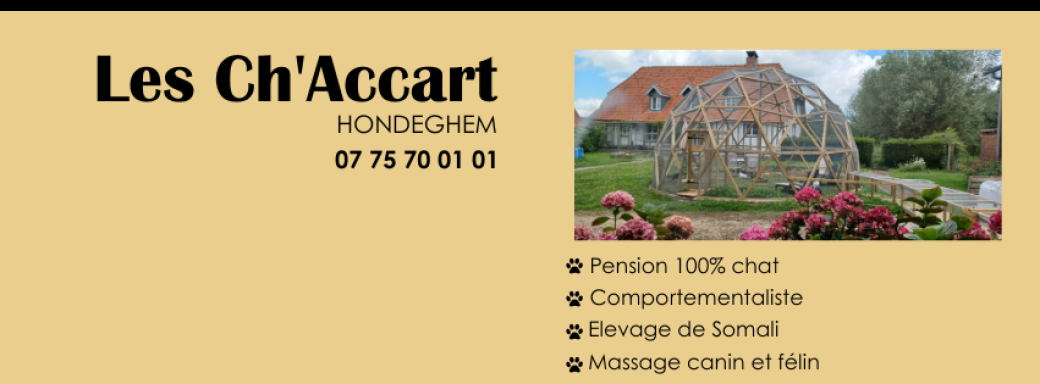Atelier Les Ch'Accart : mieux connaître mon chat pour mieux l'aimer