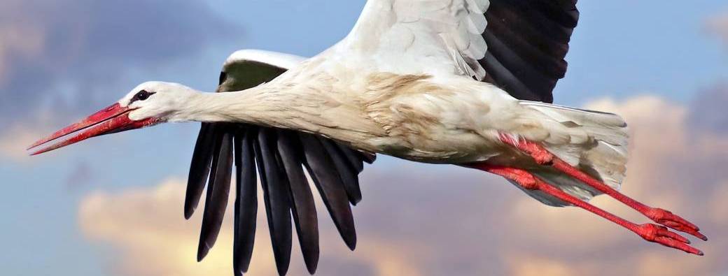 ATELIER MDM | Les cigognes blanches (6-10ans)