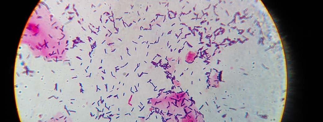 Atelier Mate ton Microbiote