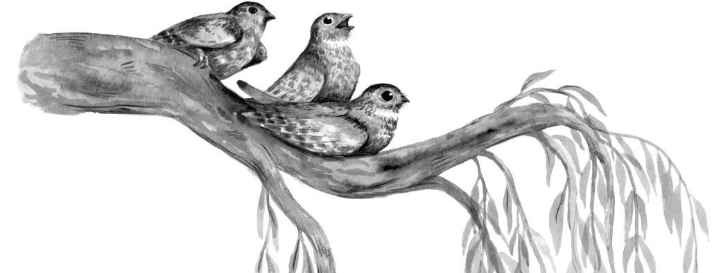 ATELIER MDMxLUCCA ÉDITIONS | Dessine ton arbre préféré