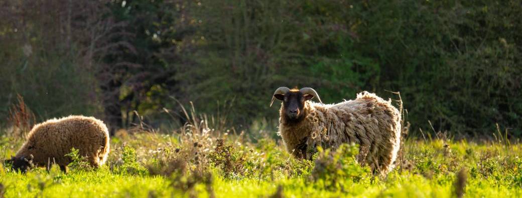 ATELIER | Nos amis les moutons (3-10ans)
