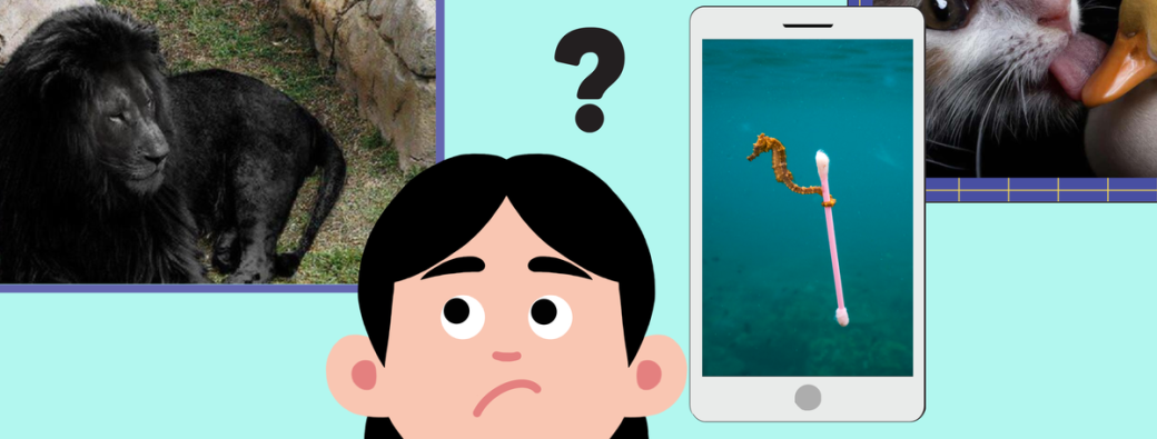 Atelier numérique - discerner le vrai du faux sur internet