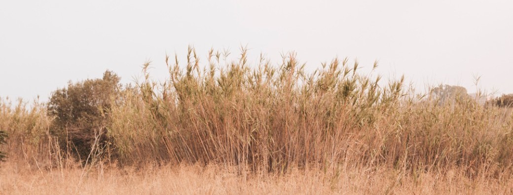 Atelier participatif - création d'une haie sèche