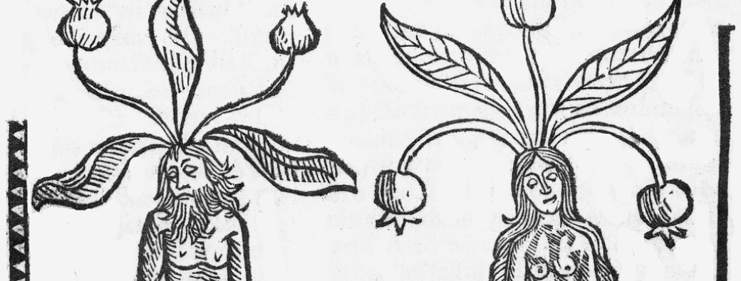 Atelier : Pas de bile ! Se soigner au Moyen Âge 