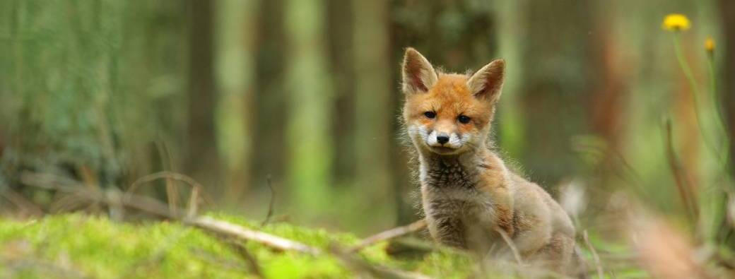 Atelier : À pas feutrés 