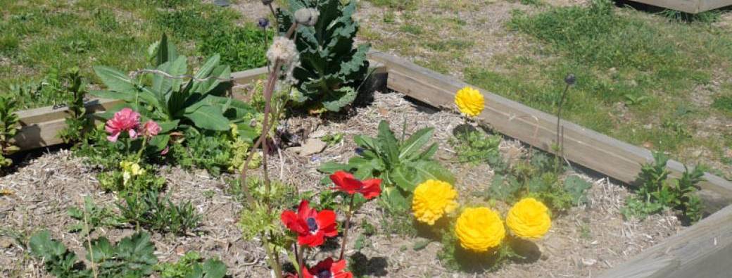 Atelier plantation et découverte de la biodiversité au jardin