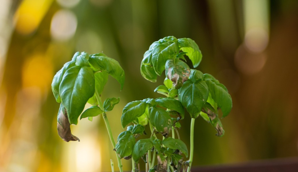Atelier plantes aromatiques