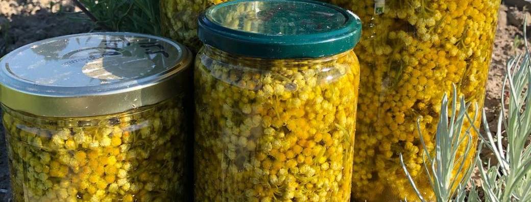 Atelier Plantes Corse du Sud 