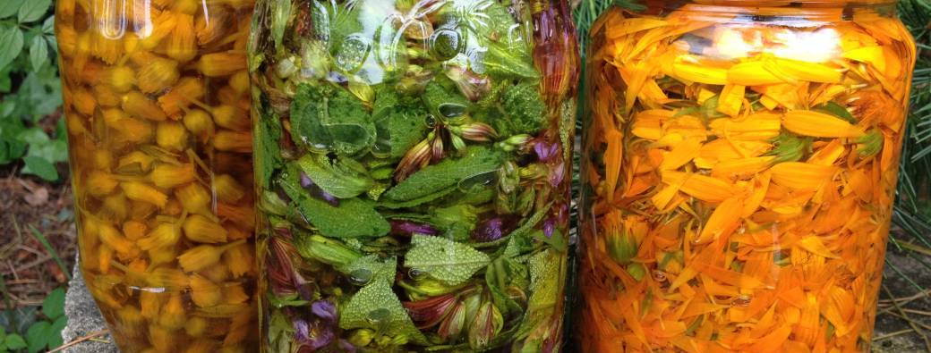 Les mâcérats huileux / Atelier plantes et huiles de massage 