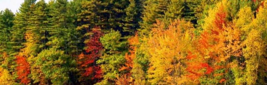 ATELIER : PREPARER L'AUTOMNE