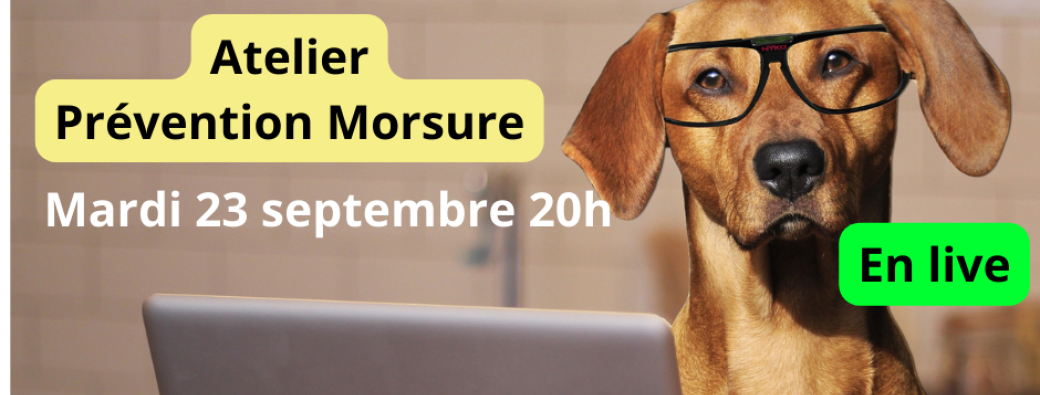 Atelier prévention morsure de chien