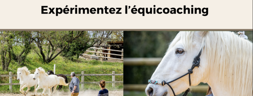 Équicoaching - Atelier découverte PRO | Leadership & cohésion d’équipe