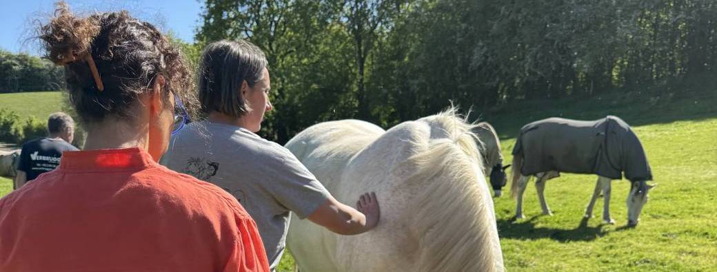 Rencontre avec les chevaux