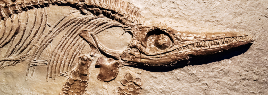 Atelier scientifique - Découverte de l'archéologie et de l'archéozoologie avec Archeozoo - 