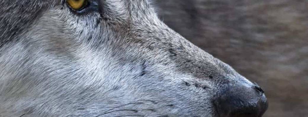 Atelier scientifique : les loups