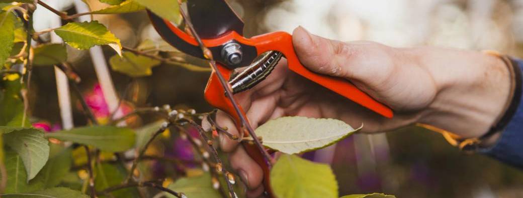 Atelier Taille des arbres fruitiers​