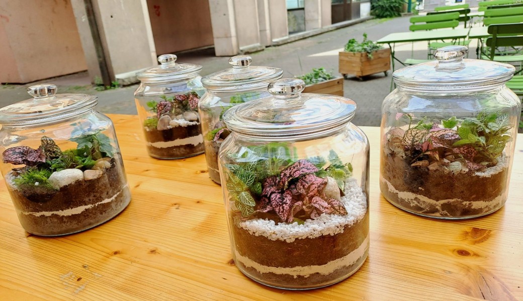 Atelier Terrarium de plantes vertes fermé