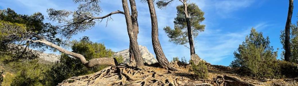Atelier Yoga & Hypnose : “Ancrage & Enracinement"