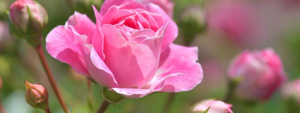 Ateliers d'aquarelle intuitive