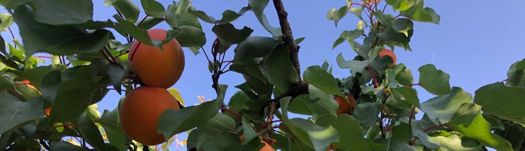 Comment concilier les attentes citoyennes et les enjeux de la filière des fruits et légumesfrais ?