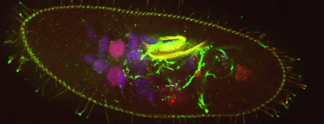 Au coeur du monde fascinant des parasites