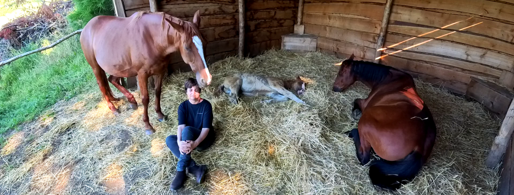 Au Coeur du Silence avec les Chevaux