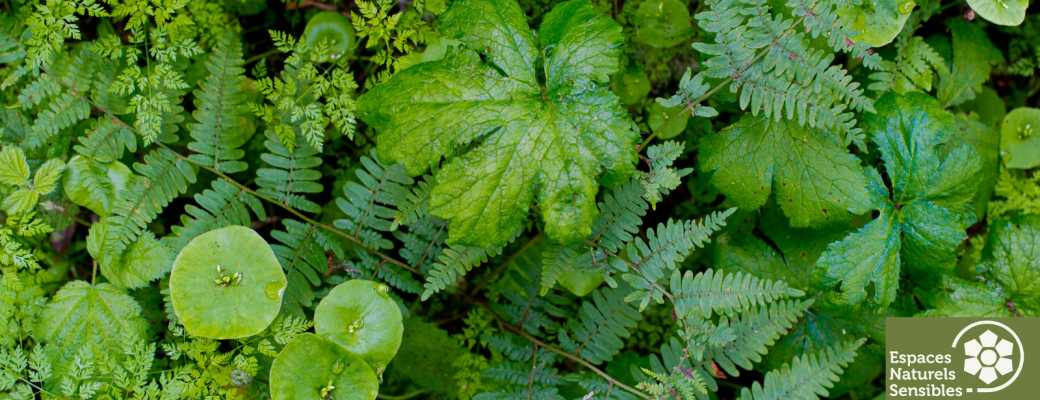 les plantes sauvages et leurs usages