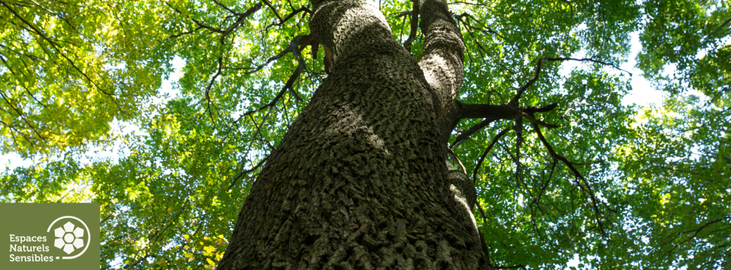 Auprès de mon arbre PN