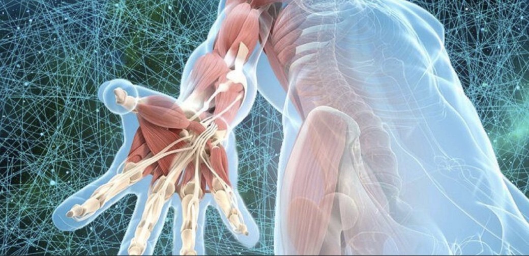 Auto-massages des fascias - lignes myofasciales latérales