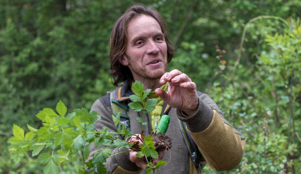 Automnal gourmand : découverte et dégustation des plantes sauvages à Saint Bonnet le Froid