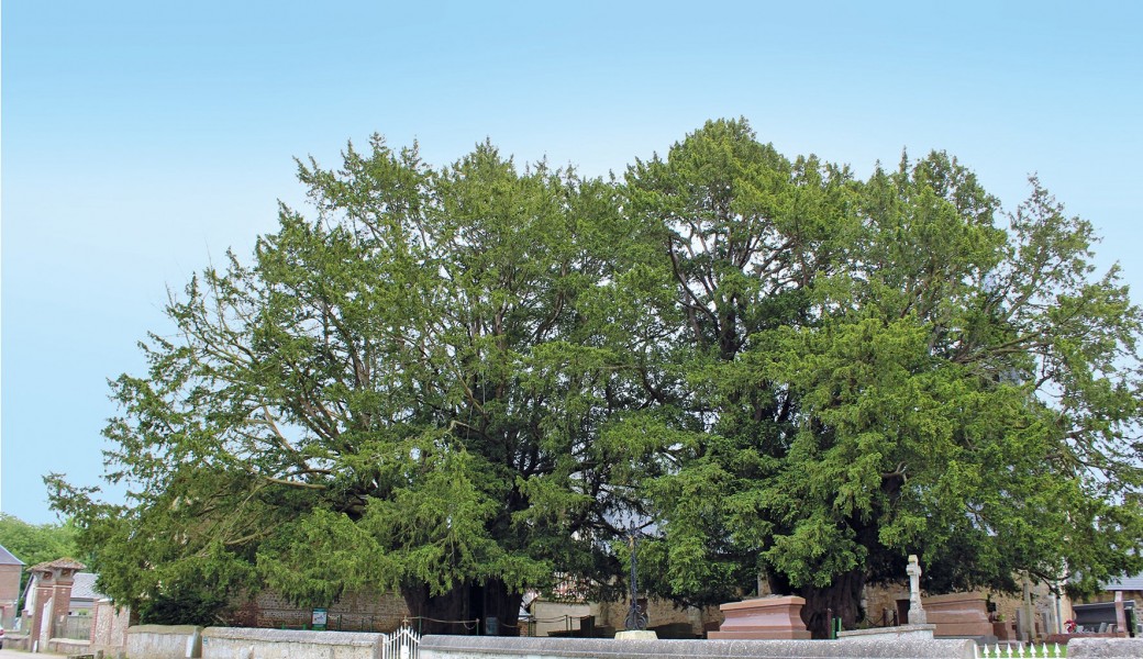 Arbres Et Forêts Remarquables Un Univers à Explorer Tickets : Autour des arbres remarquables - Billetweb