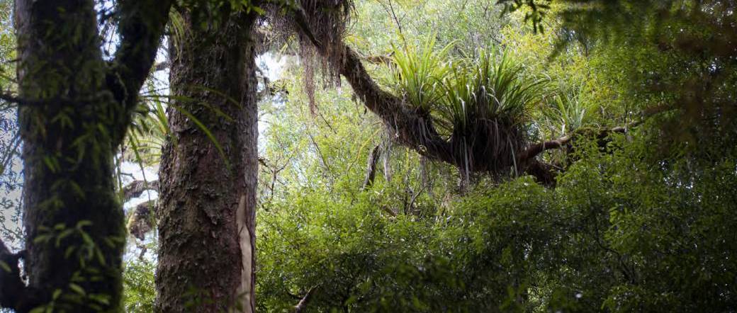Avant-Première NOUVELLE ZELANDE LA FORET DES GEANTS