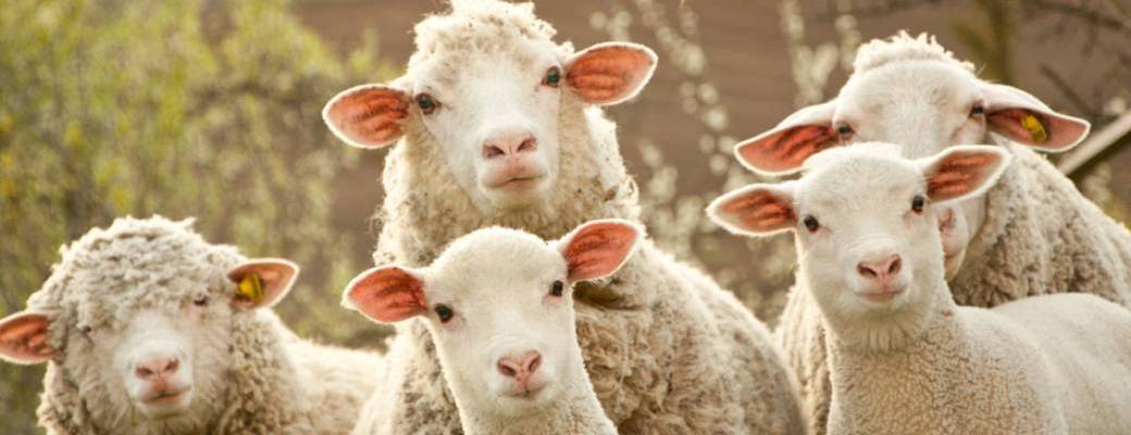 Avec la laine des moutons, préparons un savon exfoliant !