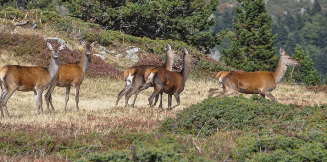 Aventure animalière