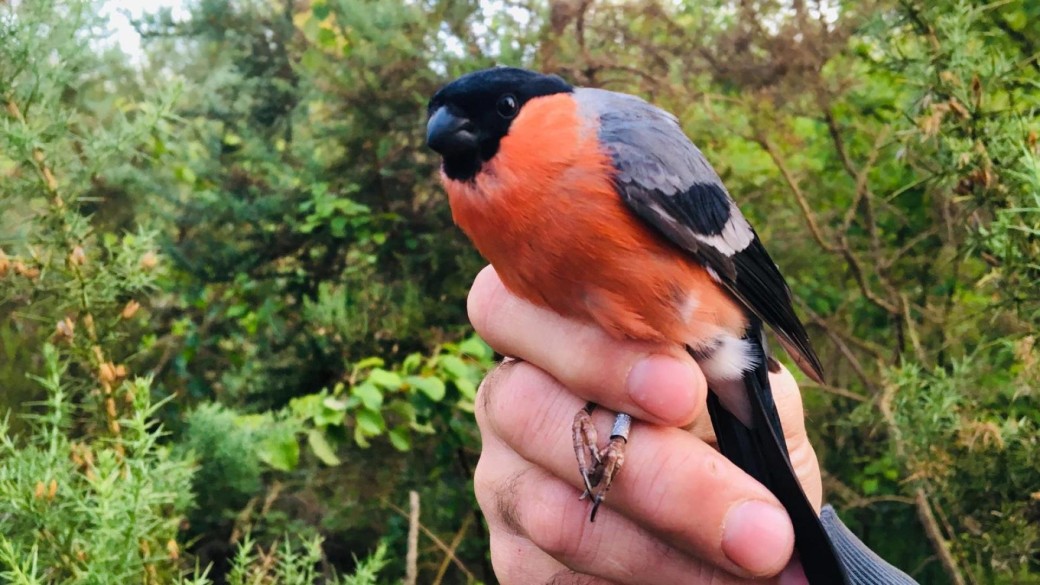 Baguage des passereaux